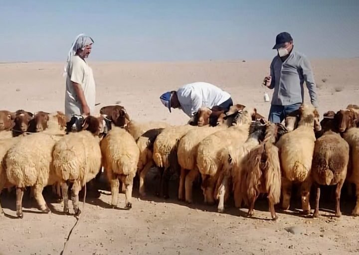 מחוז ריף דמשק: אלפי ראשי צאן חוסנו נגד מחלת הפה והטלפיים