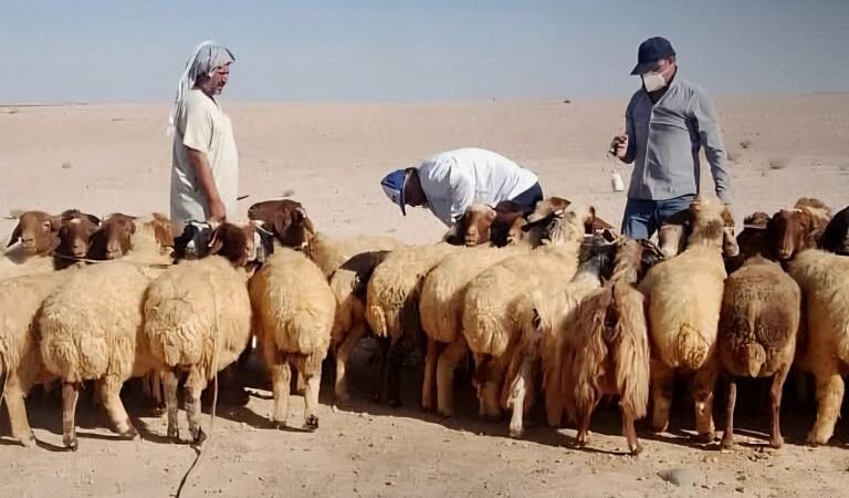 מחוז ריף דמשק: אלפי ראשי צאן חוסנו נגד מחלת הפה והטלפיים