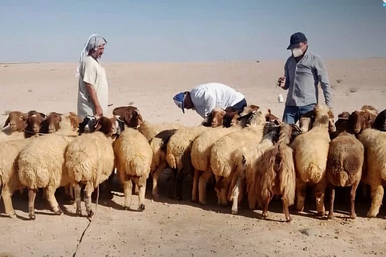 מחוז ריף דמשק: אלפי ראשי צאן חוסנו נגד מחלת הפה והטלפיים