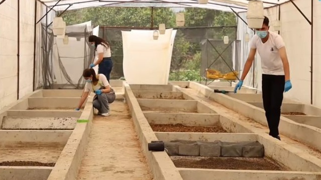פתרון יצירתי בפתח: גידול זבוב החייל השחור כענף חקלאי חדש בסוריה