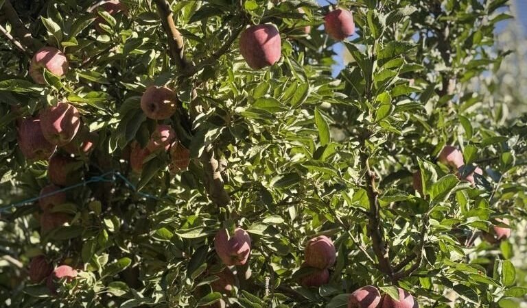 מגדלי תפוחים באזור א-זבדאני וסרעאיא מדווחים על הפסדים כבדים בשל עלויות ייצור גבוהות