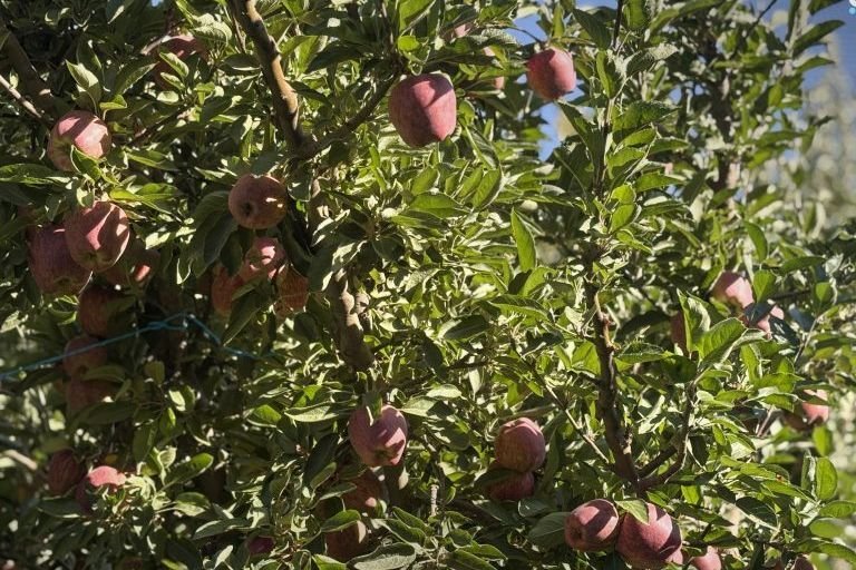 מגדלי תפוחים באזור א-זבדאני וסרעאיא מדווחים על הפסדים כבדים בשל עלויות ייצור גבוהות