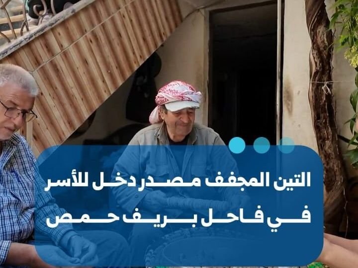 ייבוש תאנים: מקור הכנסה ומצרך יסוד עבור תושבי הכפר פאחל שבמחוז חומס