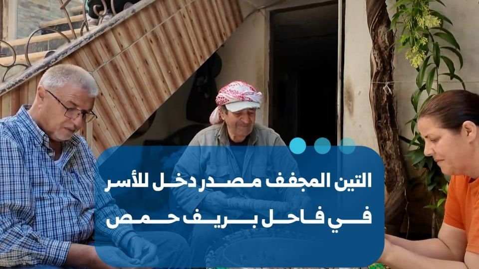 ייבוש תאנים: מקור הכנסה ומצרך יסוד עבור תושבי הכפר פאחל שבמחוז חומס