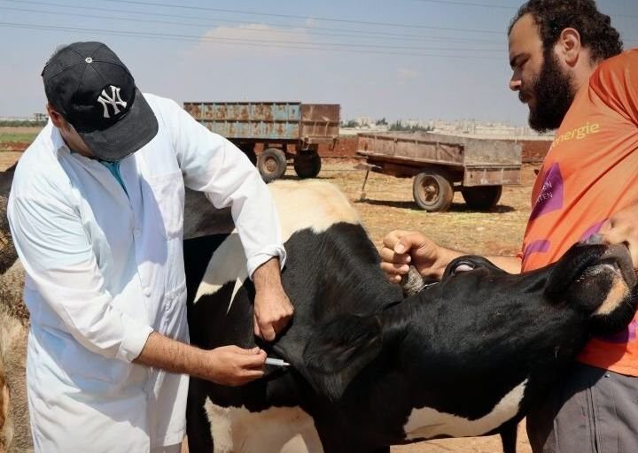 חומס פותחת בקמפיין לחיסון 65 אלף ראשי בקר נגד מחלת הפה והטלפיים