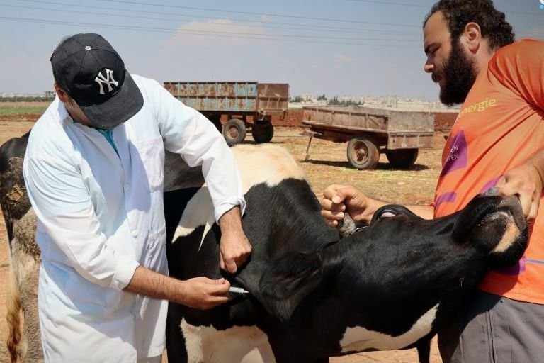 חומס פותחת בקמפיין לחיסון 65 אלף ראשי בקר נגד מחלת הפה והטלפיים