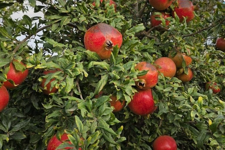 מחוז קוניטרה: צפי ליבול של 2,040 טון רימונים בצל אתגרים חקלאיים